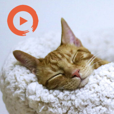 Sleep
