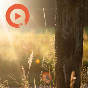 Rays of Song