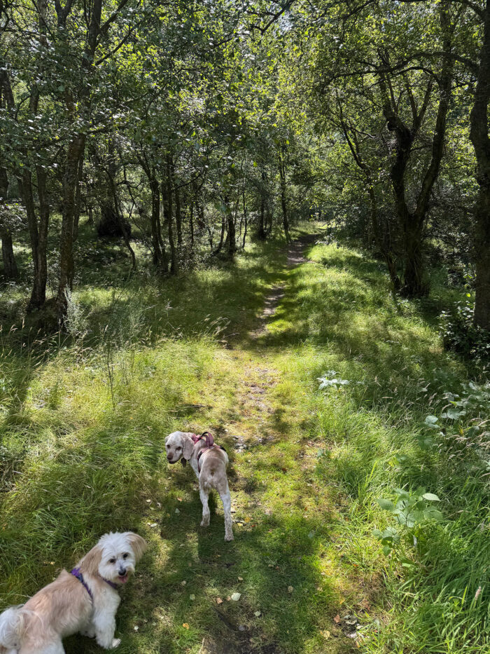 e leash on Kinnoull Hill