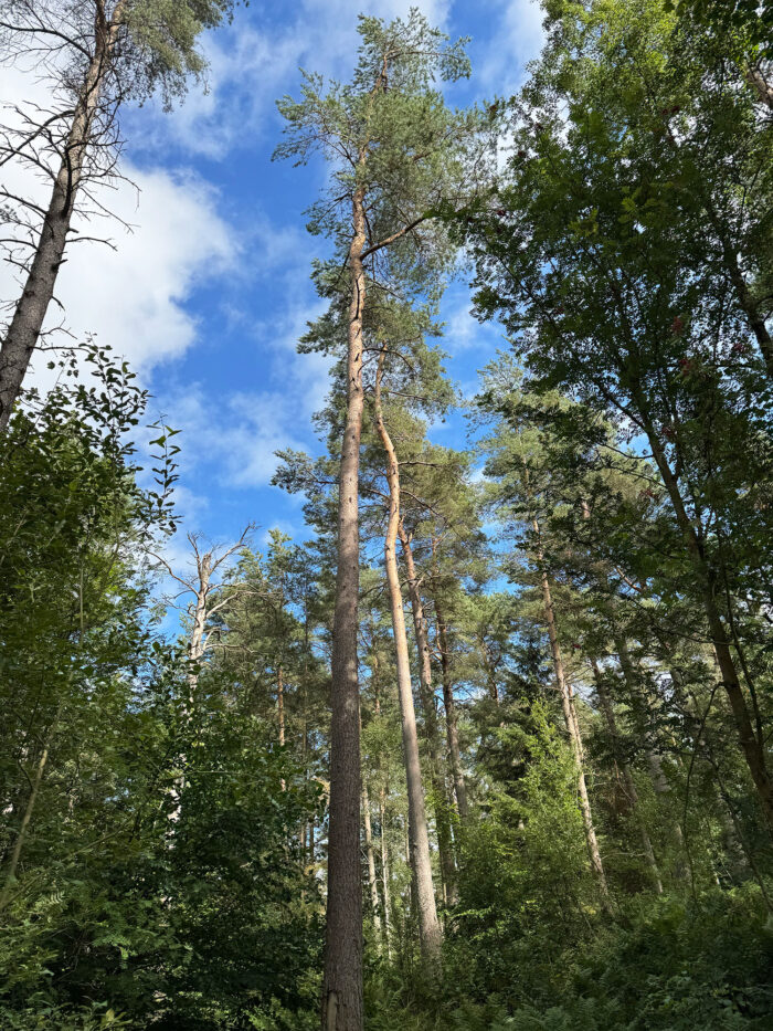 Tall Tree Country