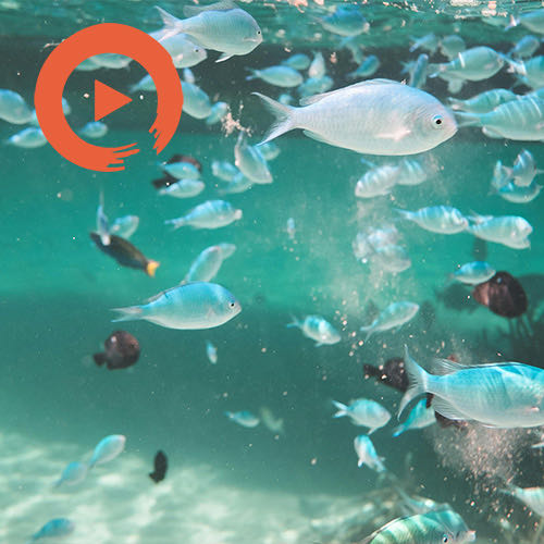 Fresh POP - a Playlist by musicto