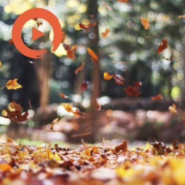 Artists That Feel Like Fall